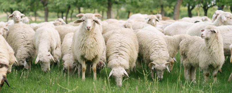 怎样解决母羊总下单羔的问题，应该给母羊多提供营养