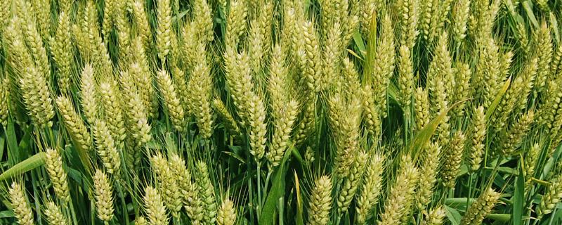 中研麦0709小麦种简介，适宜在江苏省沿淮麦区种植