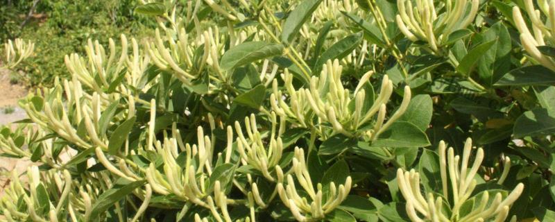 金银花苗品种介绍，根据品种习性及种植条件选择