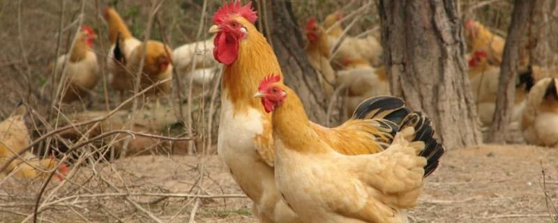 鸡苗常见的品种，有杏花鸡、清远麻鸡、河田鸡等