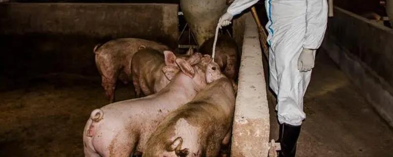猪流感不吃食如何解决，可注射药剂或改善饲料等