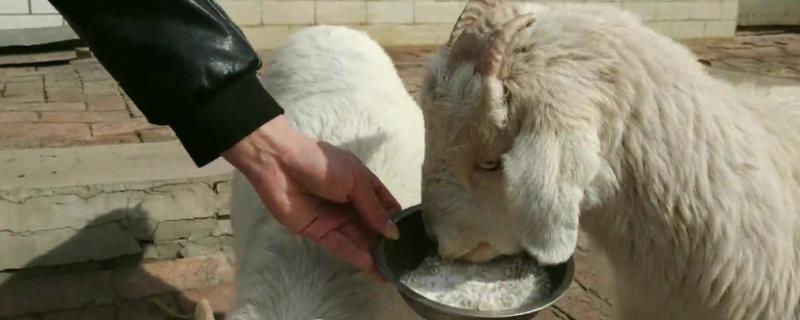 羊喂盐的正确方法，可拌入精料里每日定量饲喂