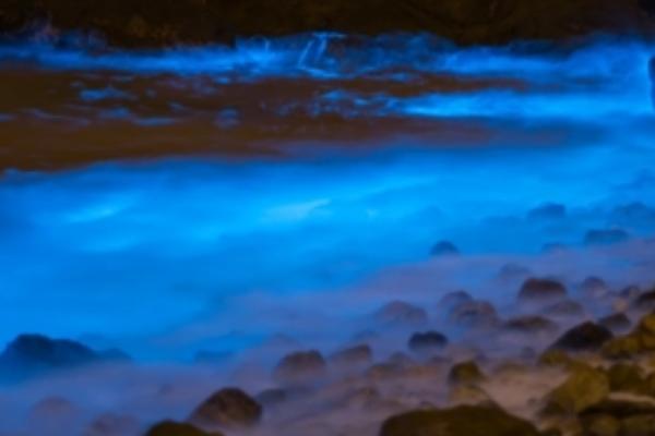 夜光藻发光的原因，细胞质中含有大量的荧光素