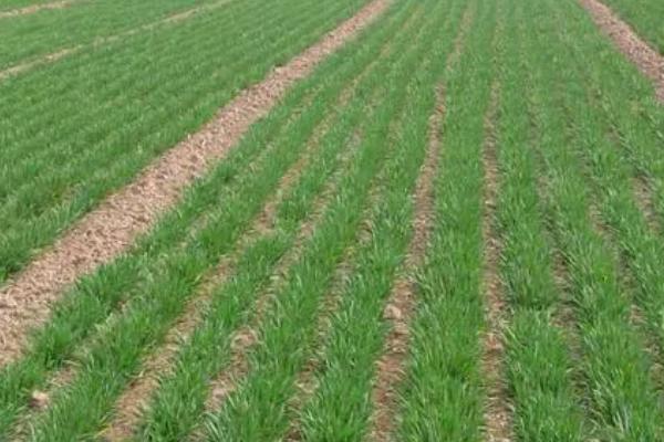 小麦的栽培与管理技术，品种和种植地区的不同导致播种时间不同