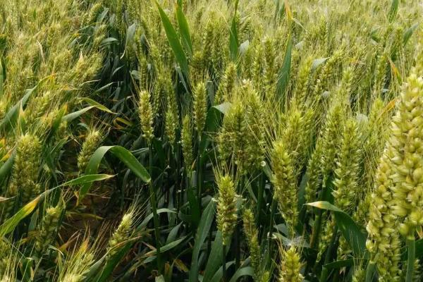 小麦的栽培与管理技术，品种和种植地区的不同导致播种时间不同