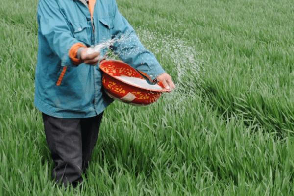 春季小麦如何注意水肥，低产麦田可追施单一氮肥