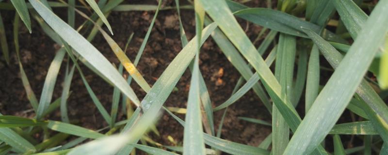 小麦叶锈病的病因，由小麦隐匿柄锈菌侵染所引起的