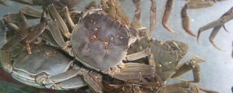 洪湖市大闸蟹为什么品质佳，当地有着苛刻的水域环境