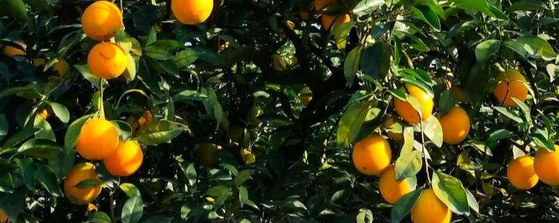 橙子树的种植管理注意事项，及时整剪树形可多结果