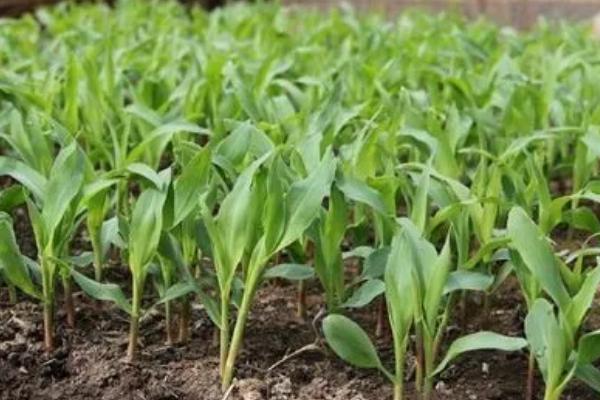 玉米的育苗方法，首先选择好的优质玉米种子