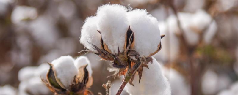 棉花中后期如何防早衰，根据棉株长势进行叶面喷肥