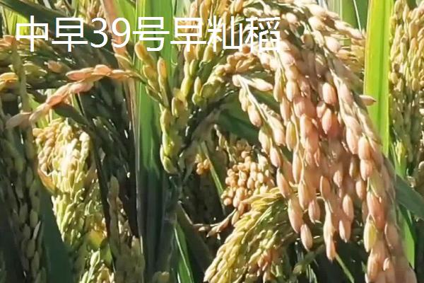 水稻有哪几个生长时期，可分为乳熟期、蜡熟期、完熟期、枯熟期这4个时期
