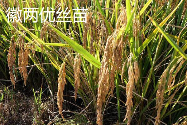 水稻有哪几个生长时期，可分为乳熟期、蜡熟期、完熟期、枯熟期这4个时期