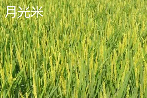 水稻有哪几个生长时期，可分为乳熟期、蜡熟期、完熟期、枯熟期这4个时期