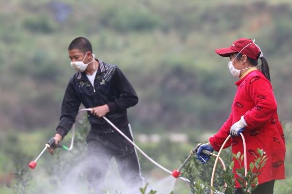 赤霉素如何在果树上使用，要先用60度以上的酒精对其进行溶解