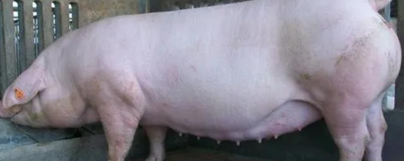 母猪配种的最佳时期，适宜配种期为排卵前2-3小时