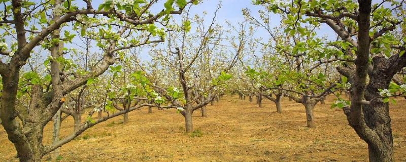 梨树的种植密度，品种类型、大小、种植技术等决定种植密度