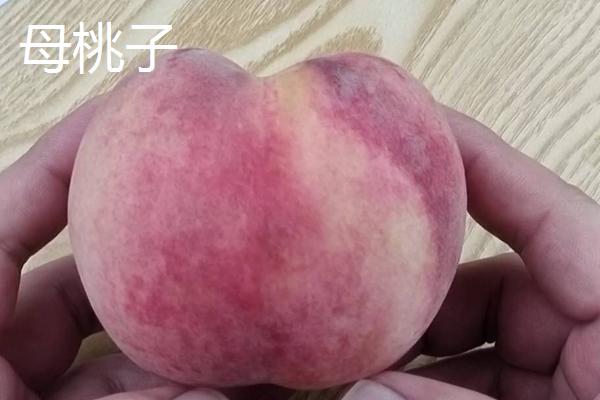 常见的桃子品种，品种众多特点不一