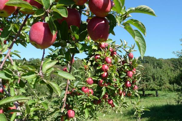 苹果树怎么栽培，在春天进行定植为佳