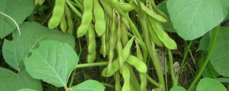 垦豆85大豆种子特点，对土壤肥力要求不严