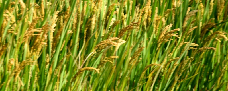 富稻64水稻种子介绍，该品种主茎11片叶