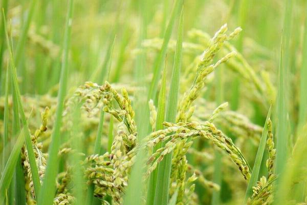 鼎稻1水稻种子介绍，该品种主茎11片叶