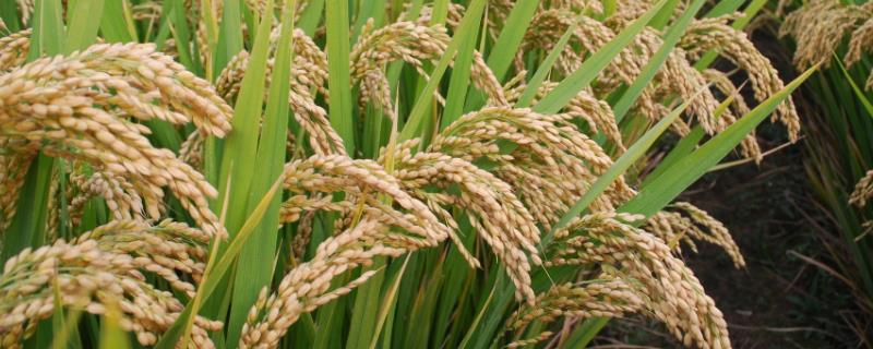 普田1497水稻种子介绍，普通粳稻品种