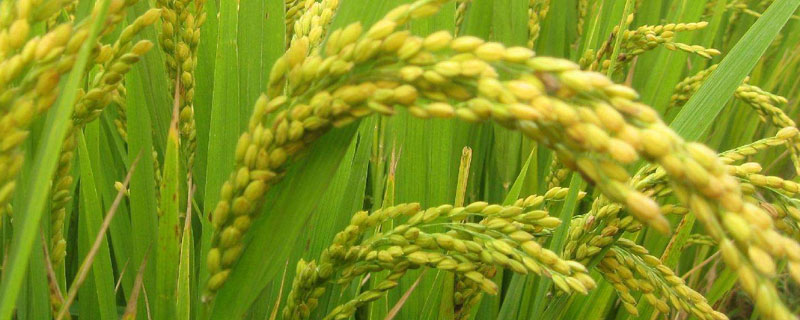 龙庆粳2水稻种子简介，普通粳稻品种