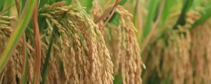 盛禾9水稻种子特点，该品种主茎12片叶