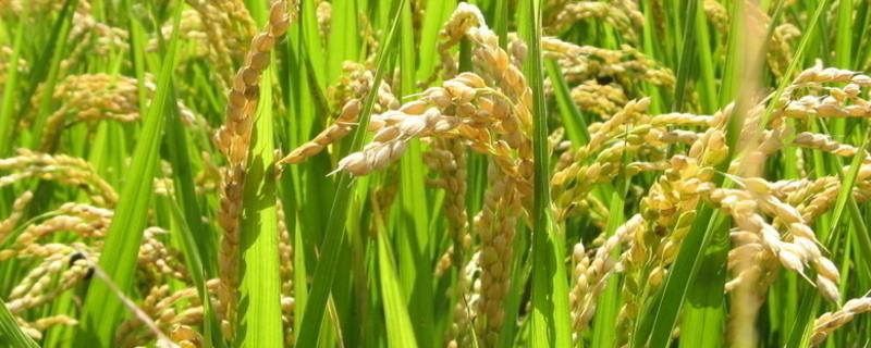 龙庆稻26水稻种简介，该品种主茎12片叶