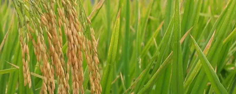 绥生107水稻种子特征特性，该品种主茎10片叶