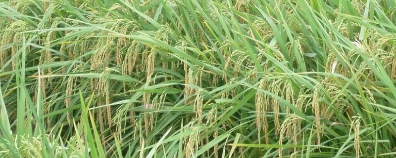 哈粳稻8号水稻种子介绍，香稻品种