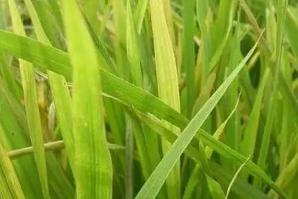 浙禾香2号水稻种子特征特性，粳型常规水稻品种