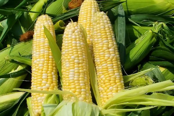 申雪甜1号玉米种子特征特性，上海地区5～6月份不宜播种