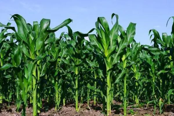 申科爆8号玉米种子介绍，中等肥力以上地块栽培