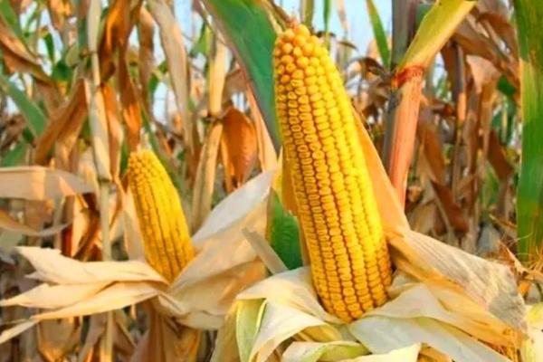 玉香金玉米种子简介，播种期地温稳定在12℃以上