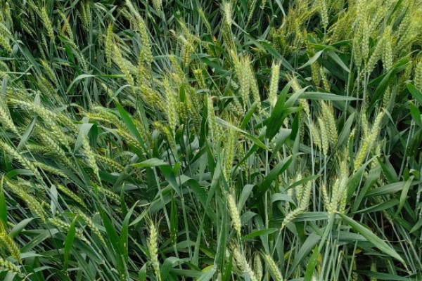 淮麦66小麦种子介绍，中抗黄花叶病