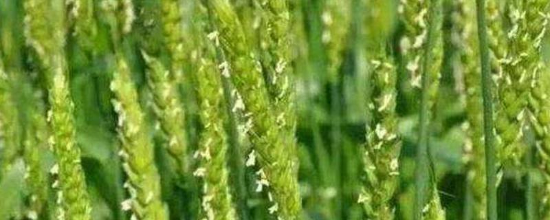 瑞华麦563小麦种子特征特性，半冬性小麦品种