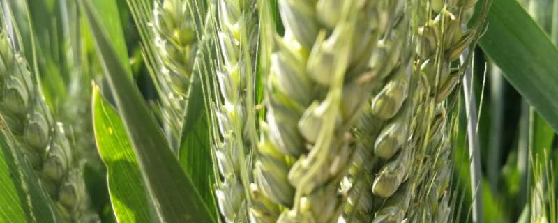 淮麦66小麦种子介绍，中抗黄花叶病