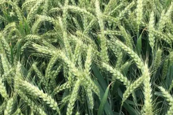 徐麦185小麦种子特点，适宜播期10月10日-25日