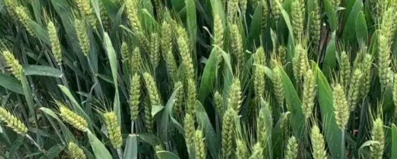 徐麦DH9小麦种子简介，自然发病鉴定中抗~中感赤霉病
