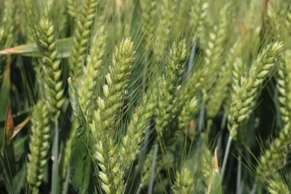 瑞华麦563小麦种子特征特性，半冬性小麦品种