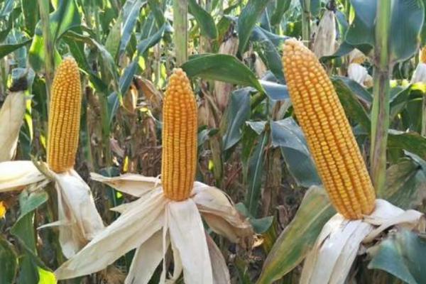 淮玉1420玉米种简介，防治地下害虫