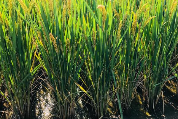 常优粳11号水稻品种的特性，一般5月中下旬播种