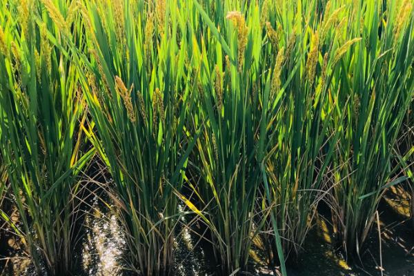 常优粳11号水稻品种的特性，一般5月中下旬播种