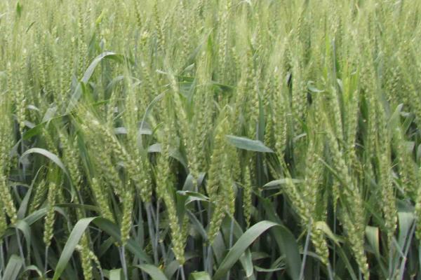 华麦11小麦种子特点，每亩有效穗31.9万