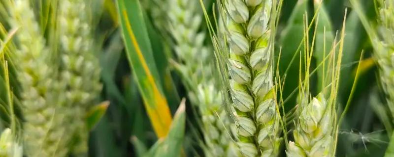 华麦15小麦种子介绍，每亩有效穗33.6万
