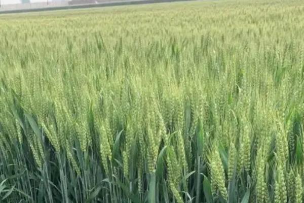 华麦11小麦种子特点，每亩有效穗31.9万