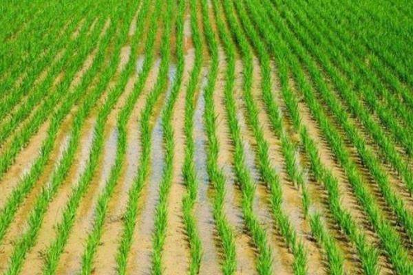 金武软玉水稻种子特征特性，大田用种量每亩3~4公斤
