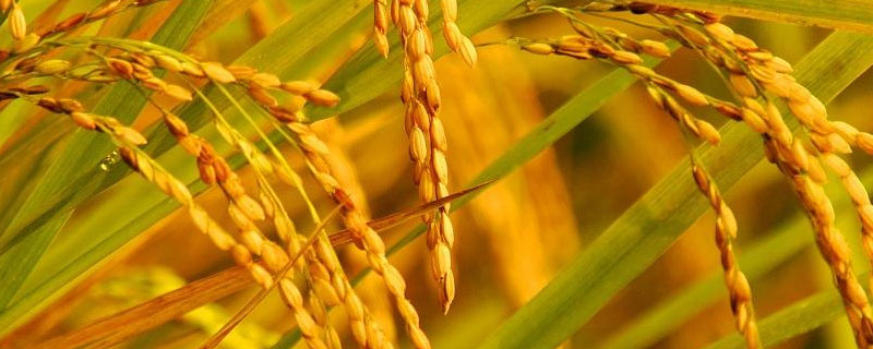 金武软玉水稻种子特征特性，大田用种量每亩3~4公斤